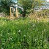 FORMOSA WILDFLOWER TURF 1m2 - Image 4