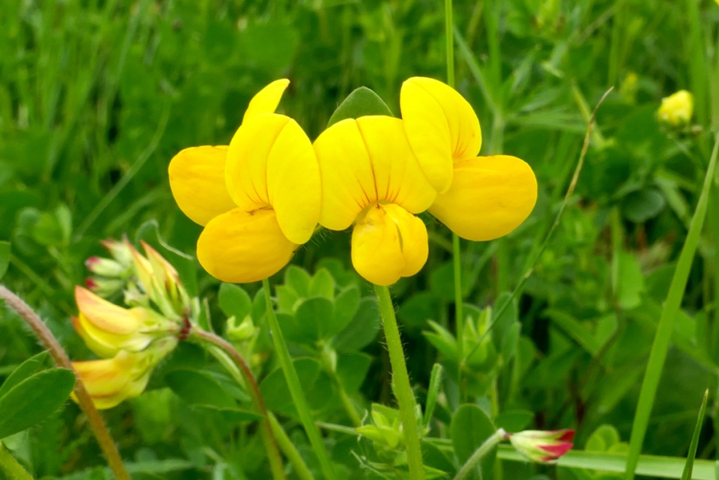 Bird’s-foot Trefoil (Lotus corniculatus)