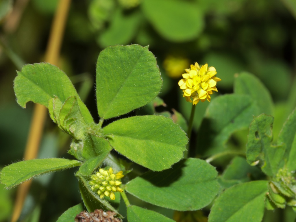Black Medic (Medicago lupulina)