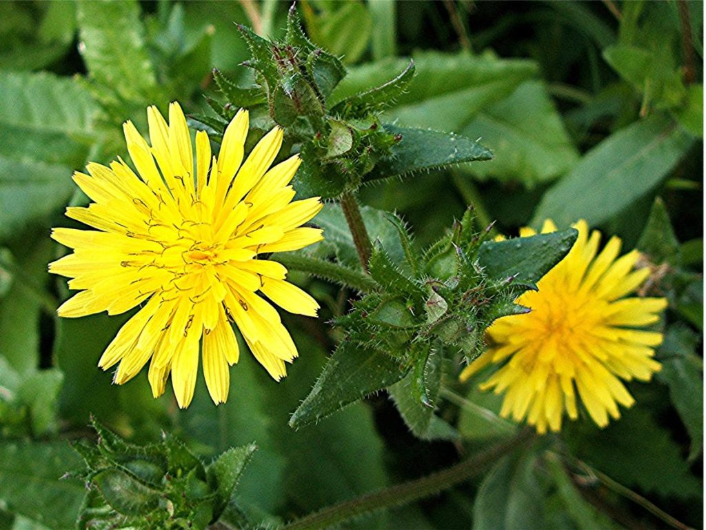 Bristly-ox Tongue (Helminthotheca echioides)