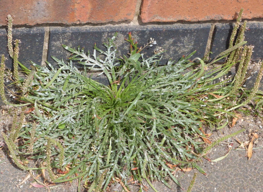 Buckshorn Plantain (Plantago coronopus)