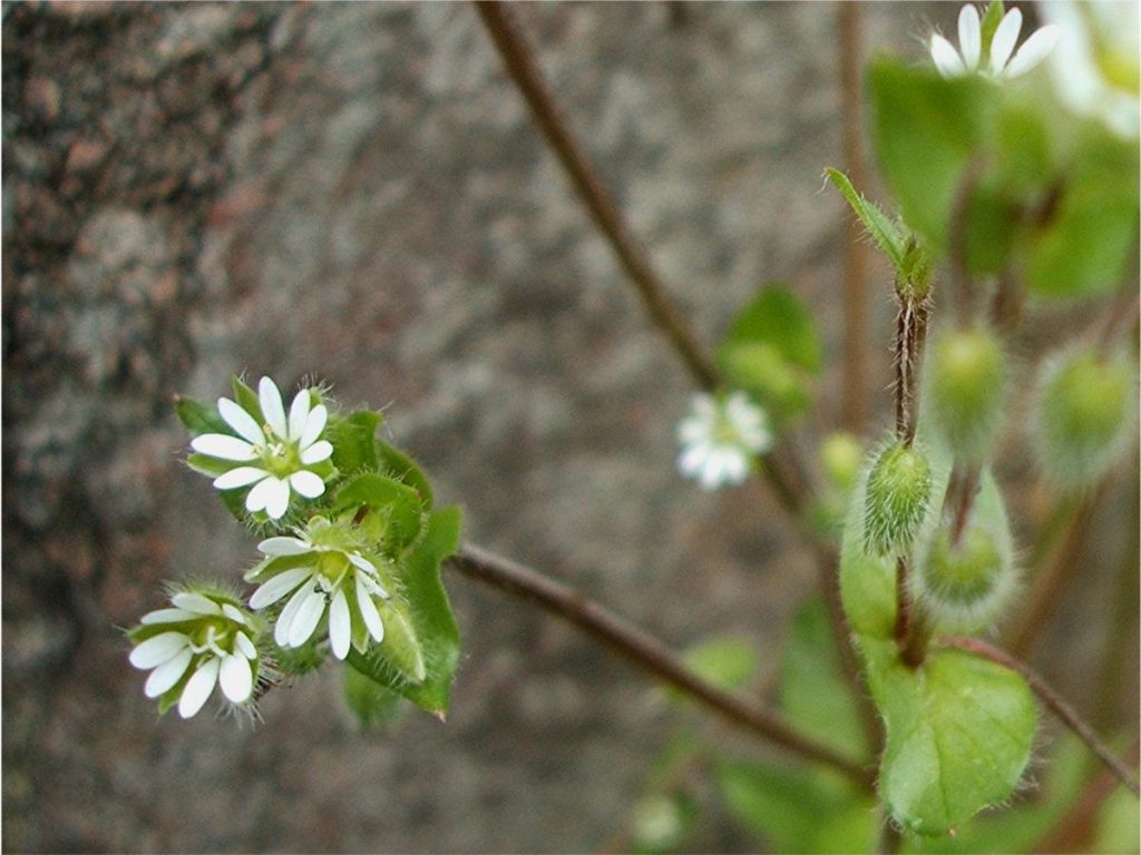 Common Chickweed (Stellaria media)