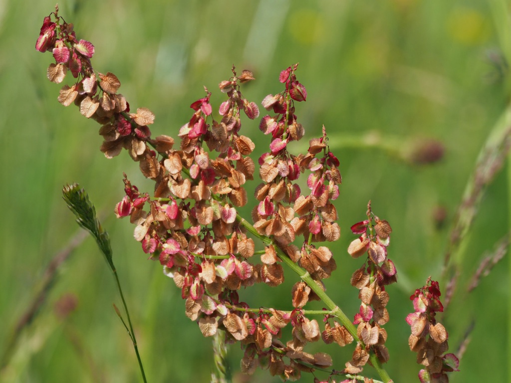 Common Sorrel (Rumex acetosa)