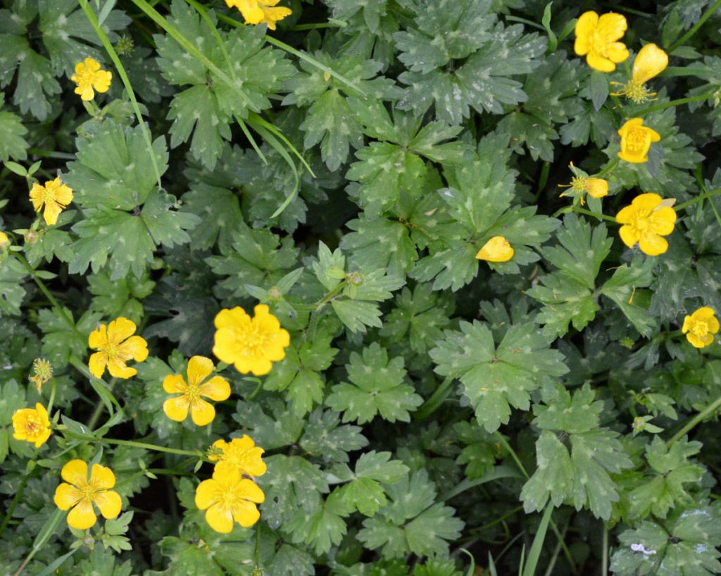 Creeping Buttercup (Ranunculus repens)