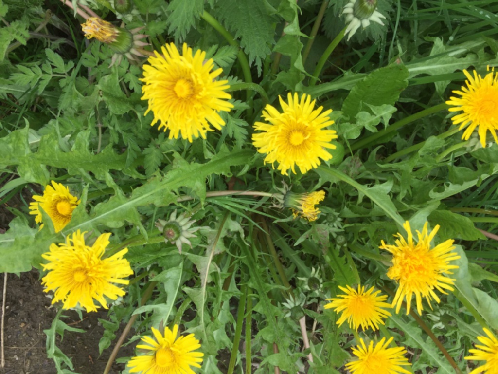 Dandelion (Taraxacum officinale)