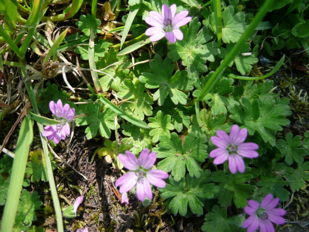 Dove's-foot Cranesbill (Geranium molle)