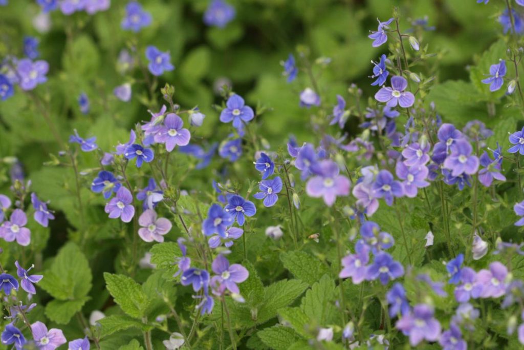 Germander Speedwell (Veronica chamaedrys)
