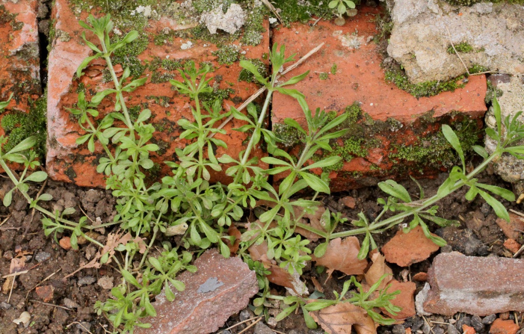 Goosegrass (Galium aparine)