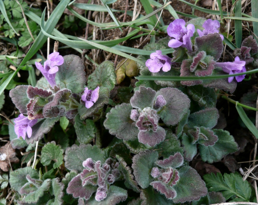 Ground Ivy (Glechoma hederacea)