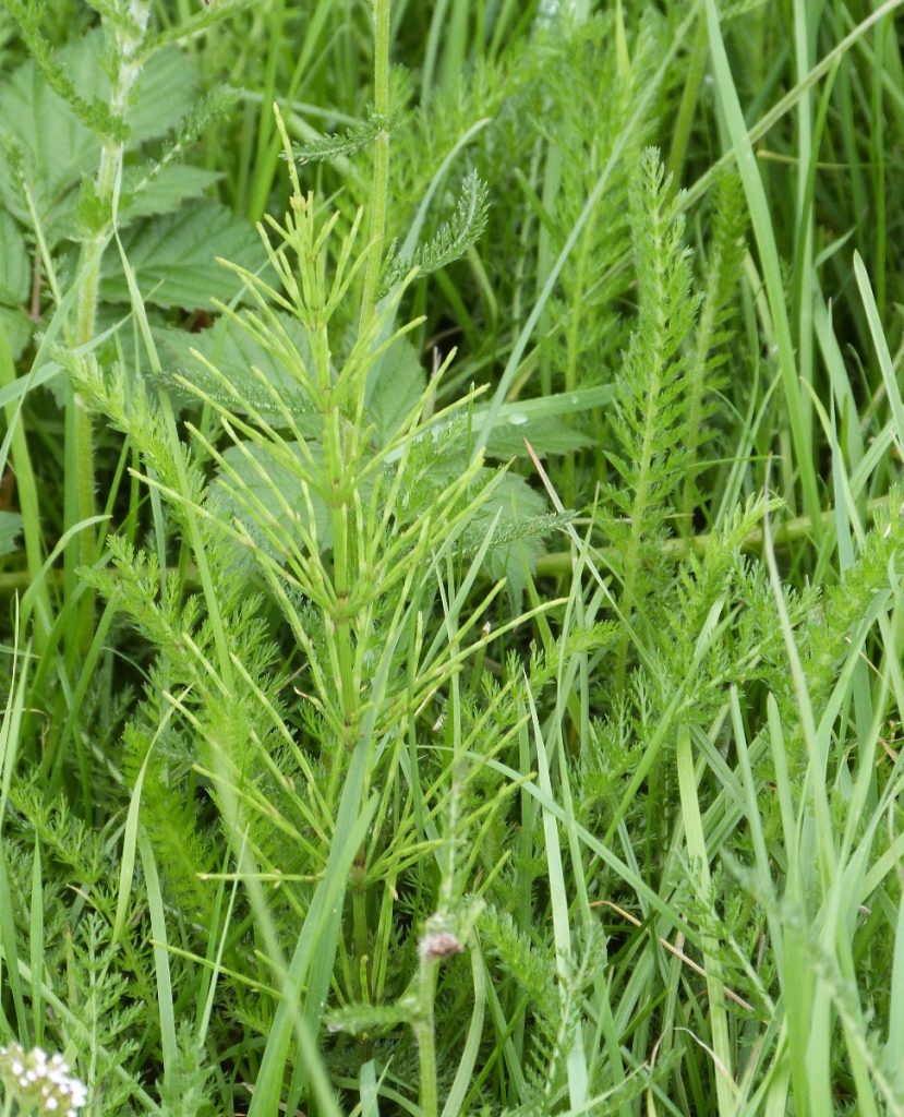 Horsetail (Equisetum arvense)
