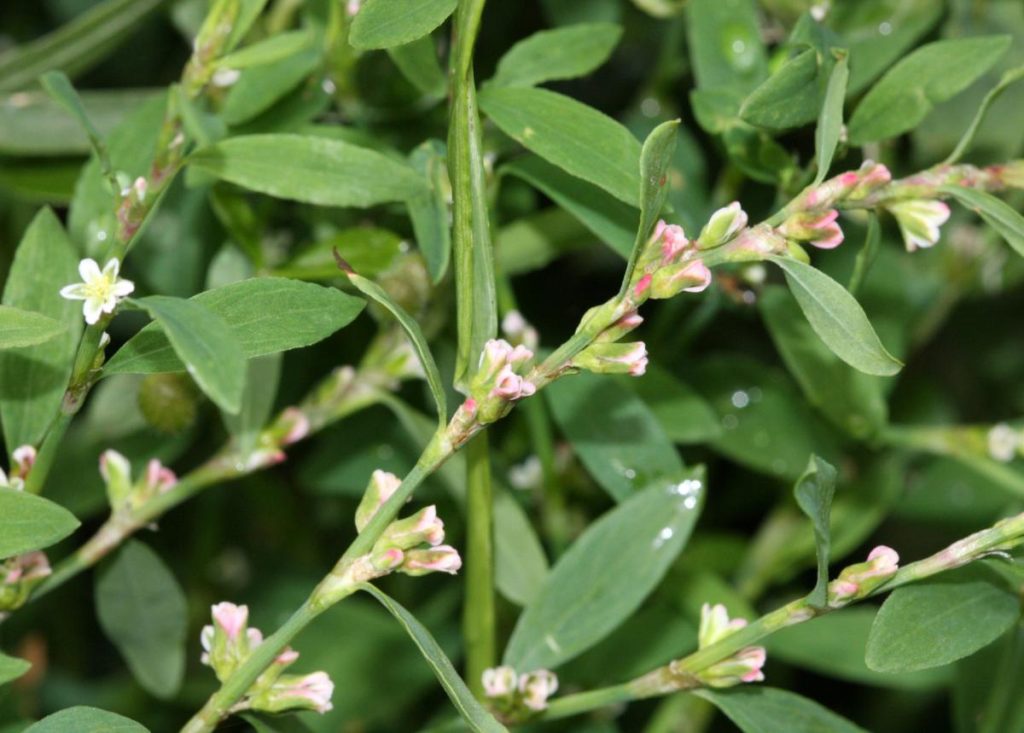 Knotgrass (Polygonum aviculare)