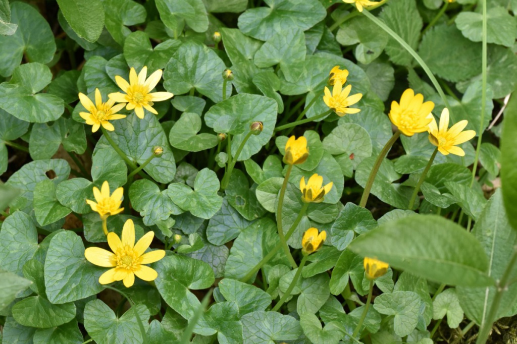 Lesser Celandine (Ficaria verna)