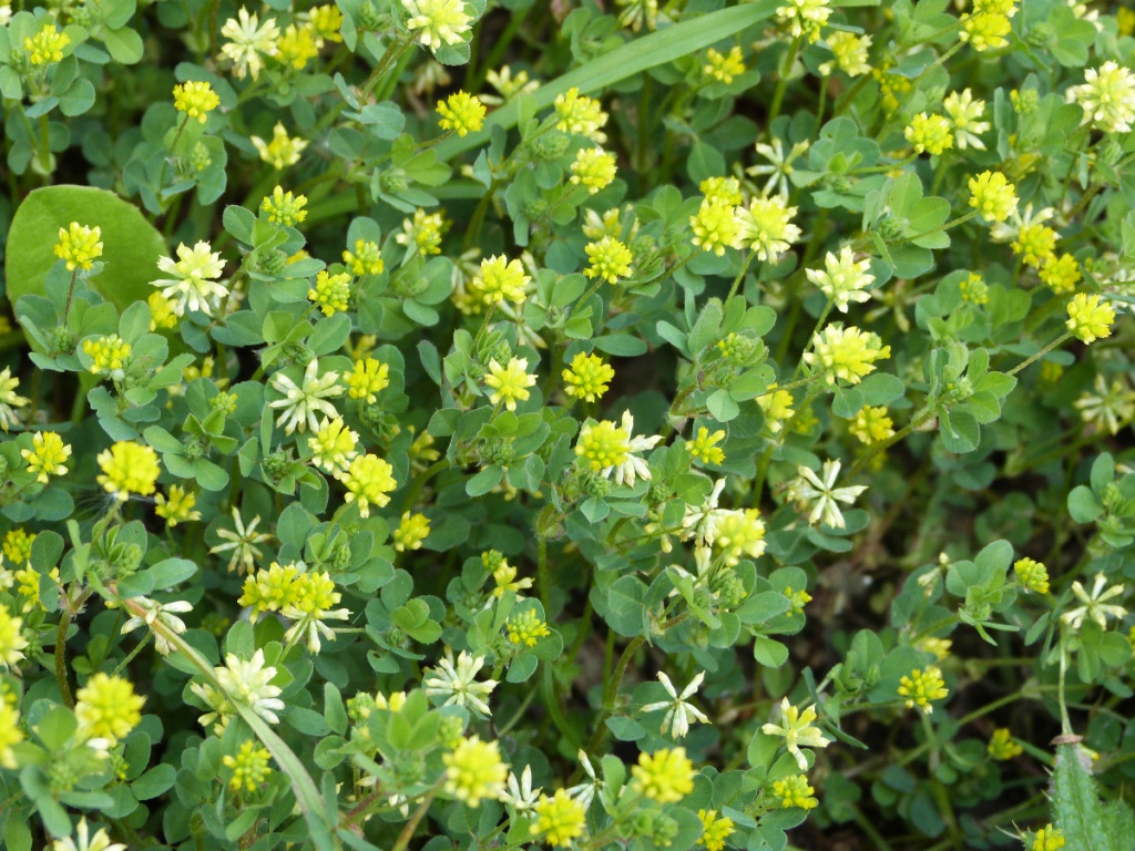 Lesser Trefoil (Trifolium dubium)