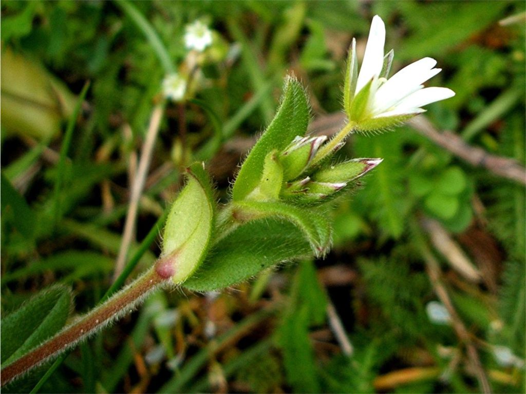 Mouse-ear Chickweed (Cerastium fontanum)