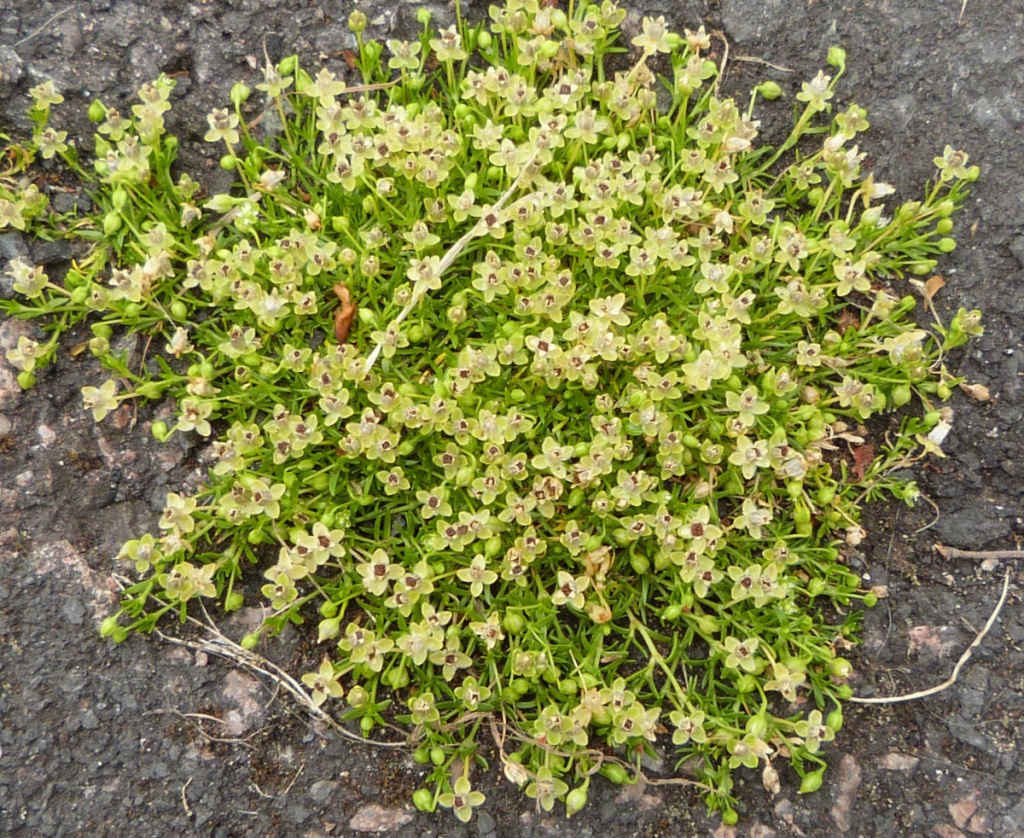 Procumbent Pearlwort (Sagina procumbens)