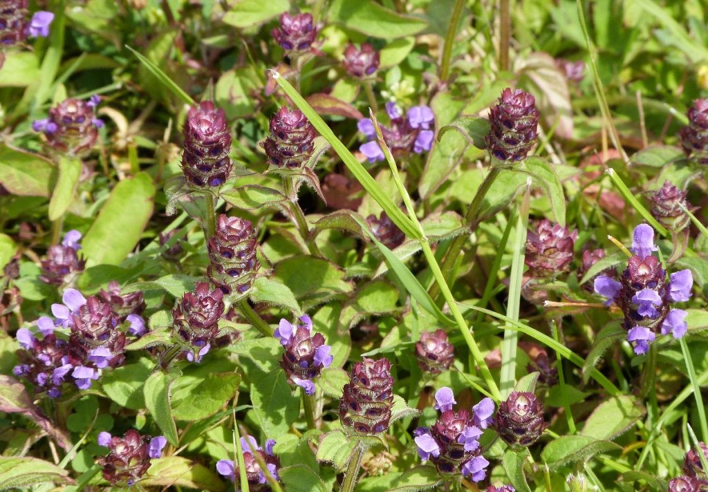 Selfheal (Prunella vulgaris)