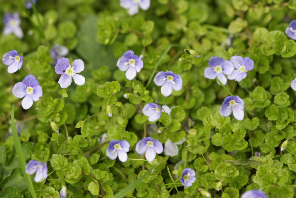 Slender Speedwell (Veronica filiformis)