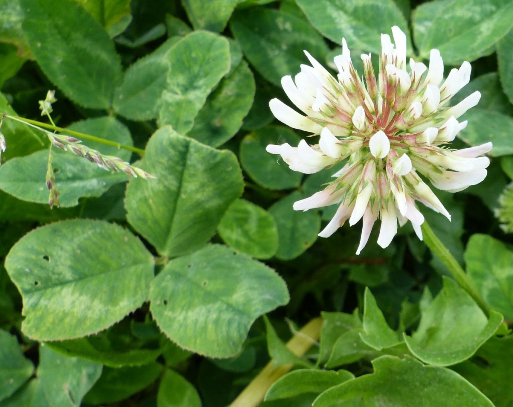 White Clover (Trifolium repens)