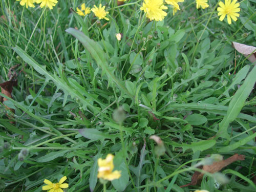 Autumn hawkbit