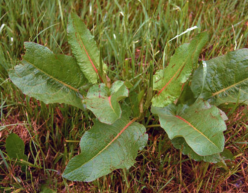 Broad-leaved dock
