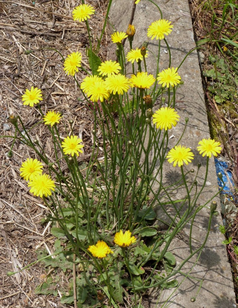 Cats Ear (Hypochaeris Radicata)