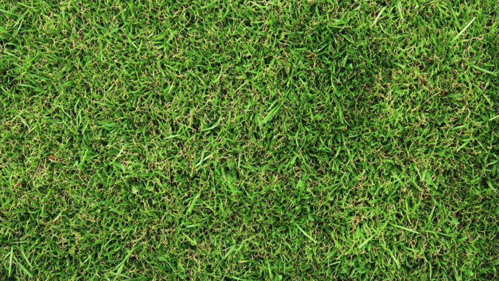 Garden moss