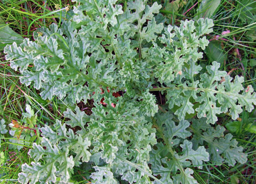 Common ragwort