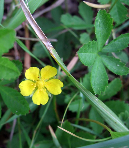 Creeping cinquefoil