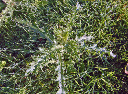 Creeping thistle