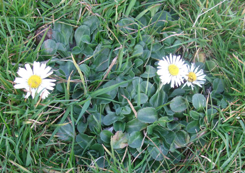Daisies