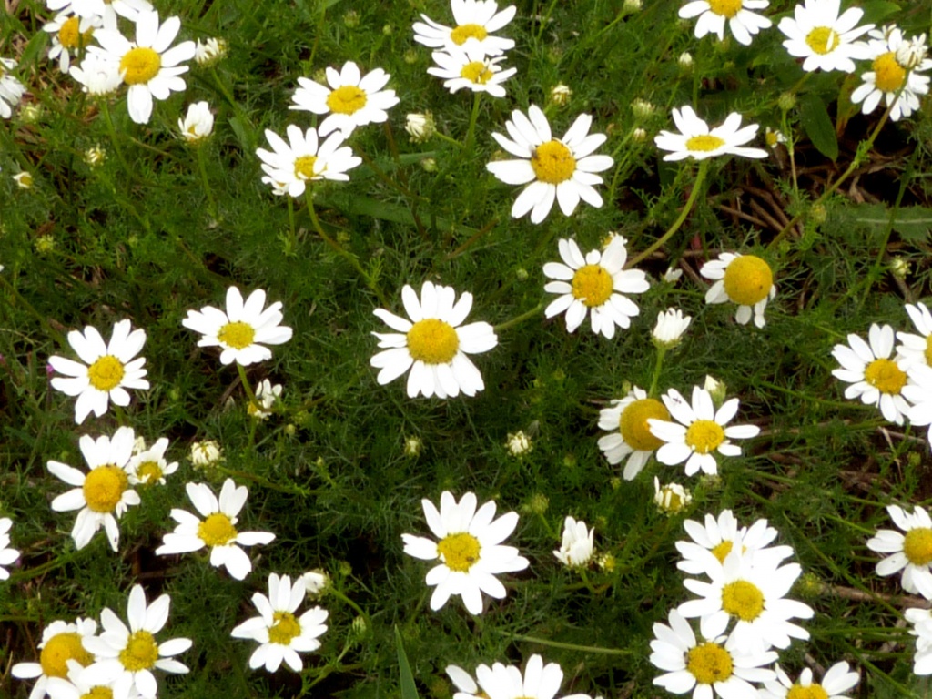 Mayweed