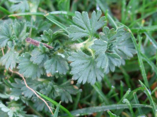 Parsley part