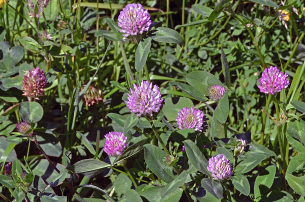 Red clover