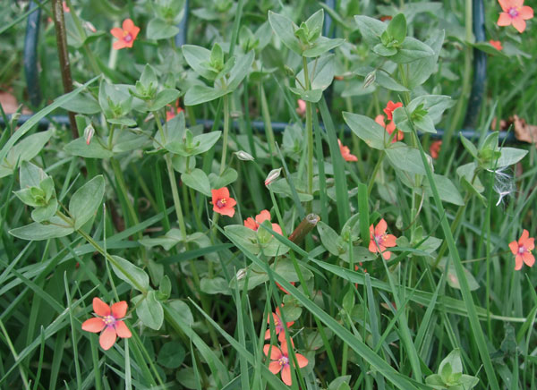 Scarlet pimpernel